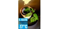 Celtis tetrandra