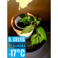 Celtis tetrandra