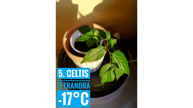 Celtis tetrandra