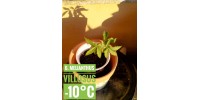 Melianthus villosus