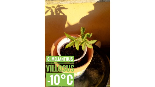 Melianthus villosus Melianthus villosus
