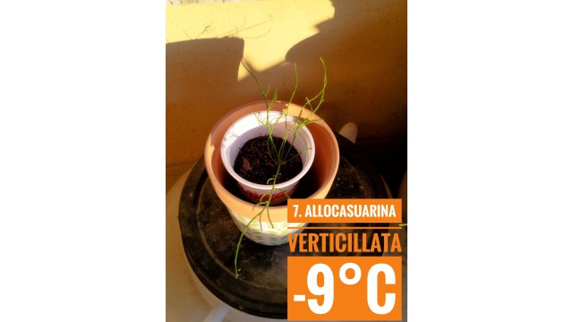 Allocasuarina verticillata