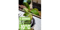 Quercus xalapensis