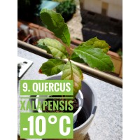 Quercus xalapensis Quercus xalapensis
