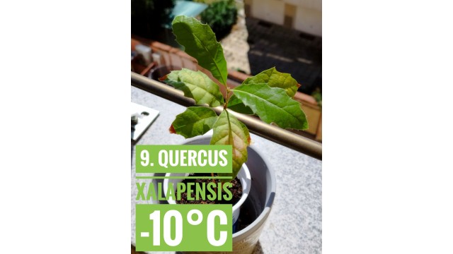Quercus xalapensis