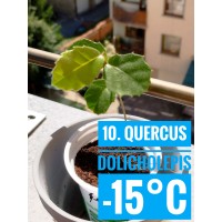 Quercus dolicholepis
