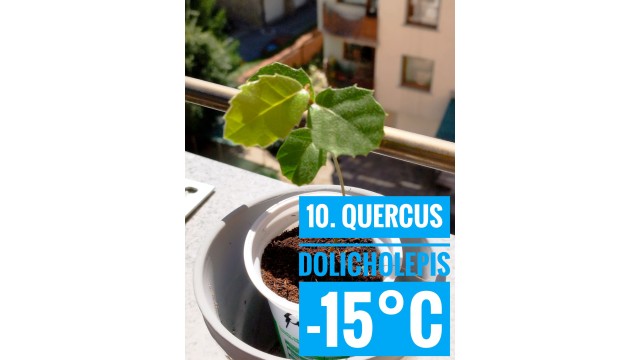 Quercus dolicholepis