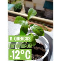 Quercus hintoniorum