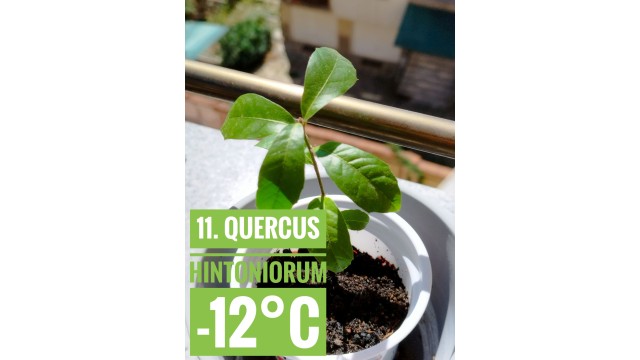 Quercus hintoniorum