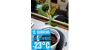 Quercus fusiformis