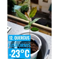Quercus fusiformis
