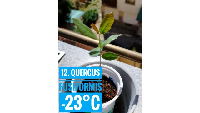 Quercus fusiformis