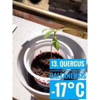 Quercus galeanensis