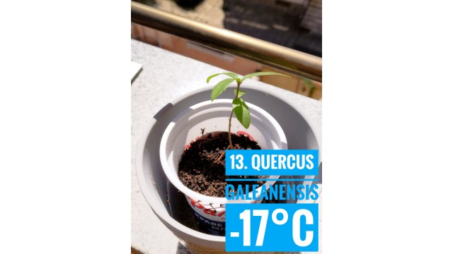Quercus galeanensis