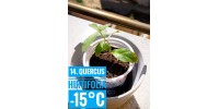 Quercus hirtifolia