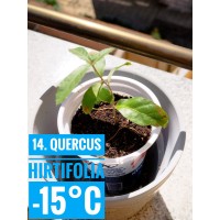 Quercus hirtifolia