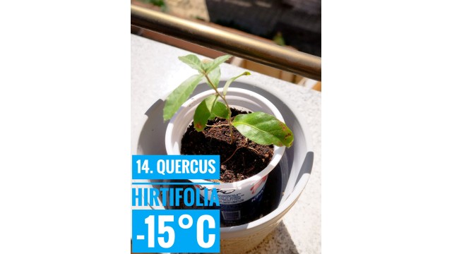 Quercus hirtifolia
