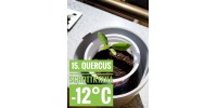 Quercus schottkyana