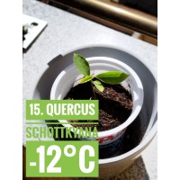 Quercus schottkyana