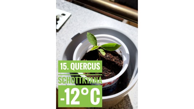 Quercus schottkyana