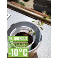 Quercus engelmannii