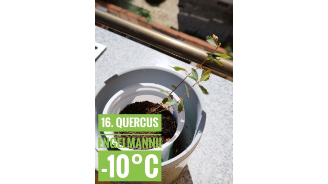 Quercus engelmannii