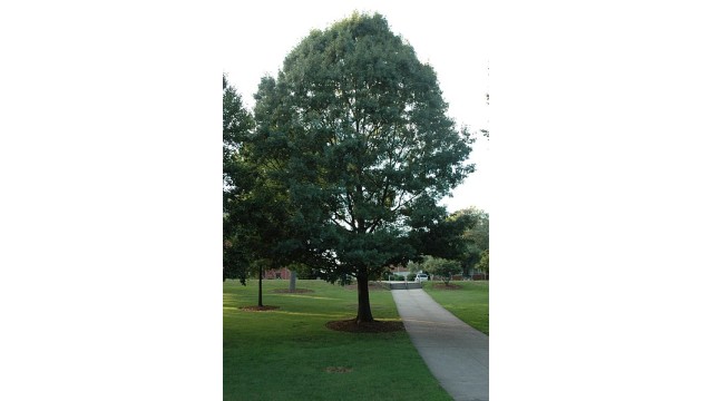 Quercus shumardii