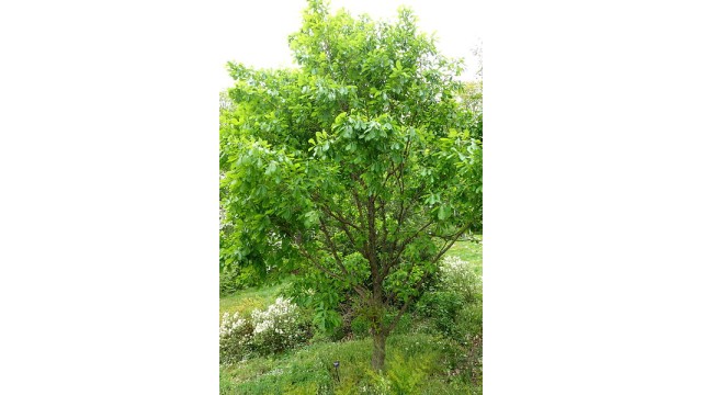 Quercus mongolica