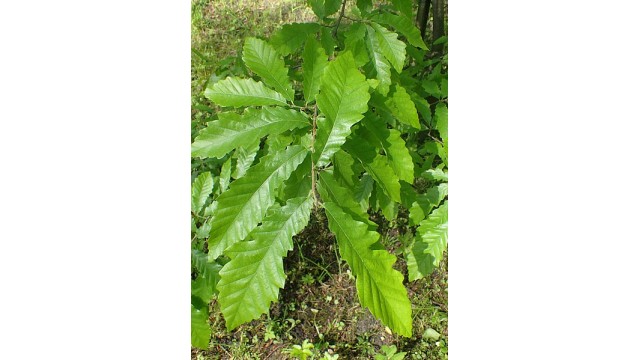 Quercus castaneifolia