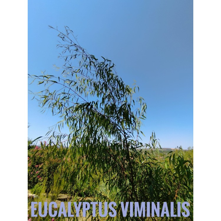 Евкалипт