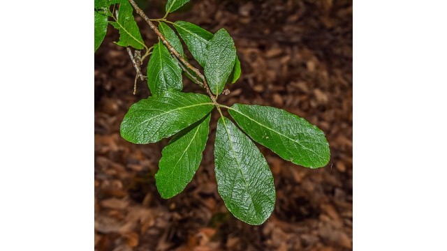 Quercus sideroxyla