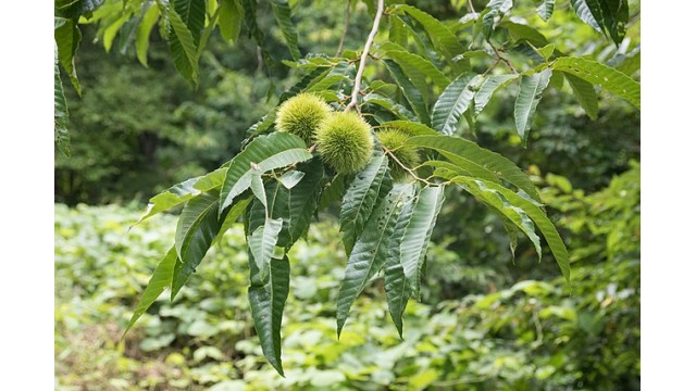 Castanea crenata