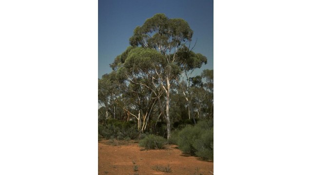 Eucalyptus transcontinentalis