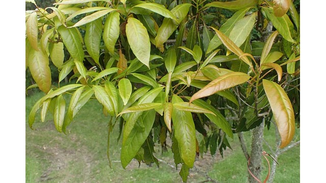 Persea japonica