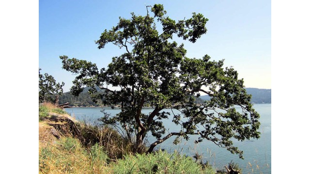 Quercus garryana