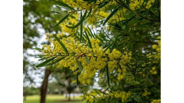 Acacia fimbriata Acacia fimbriata