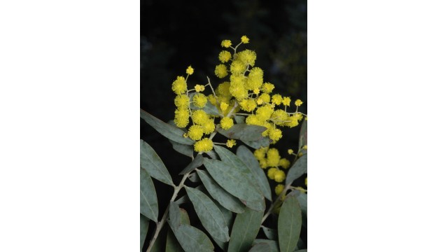 Acacia jucunda Acacia jucunda