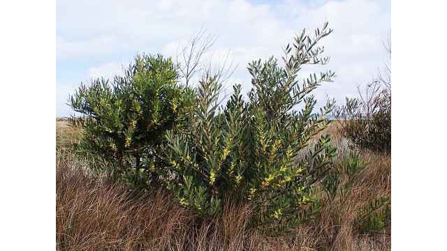 Acacia longifolia