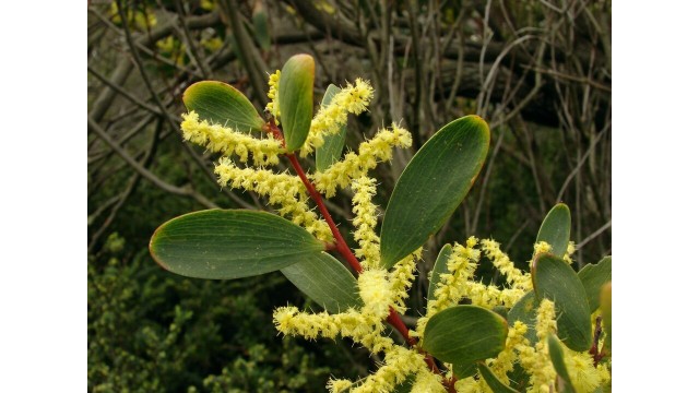 Acacia sophorae