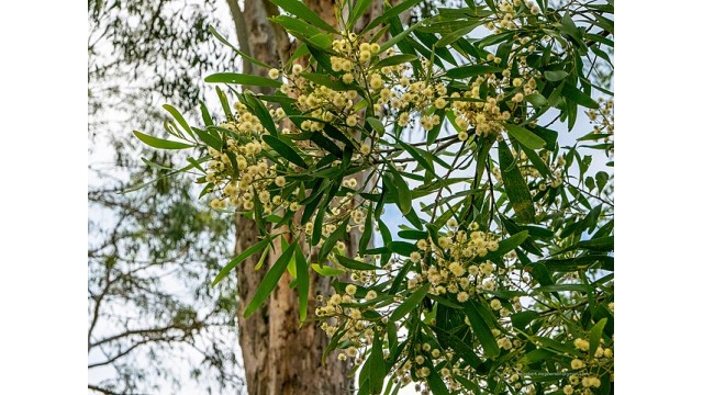 Acacia melanoxylon