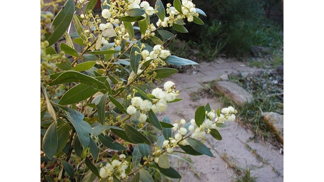 Acacia myrtifolia