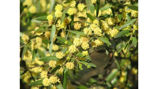 Acacia verniciflua