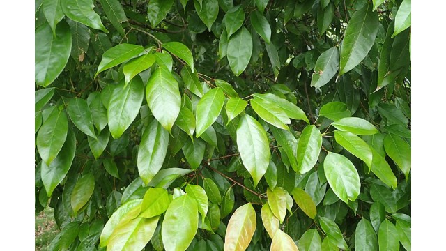 Acer oblongum