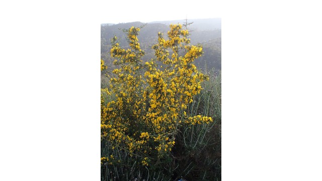 Calicotome villosa