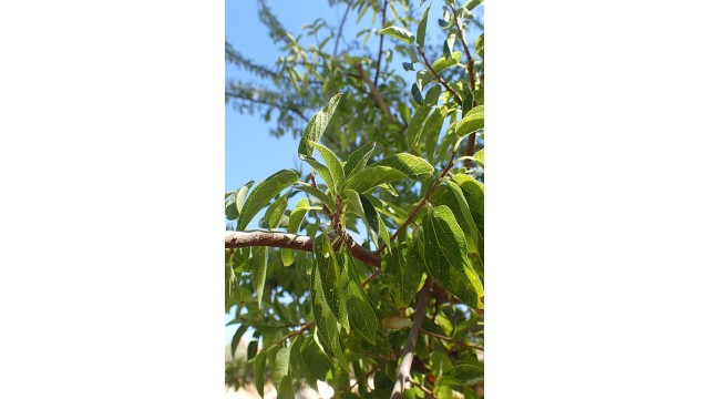 Celtis reticulata
