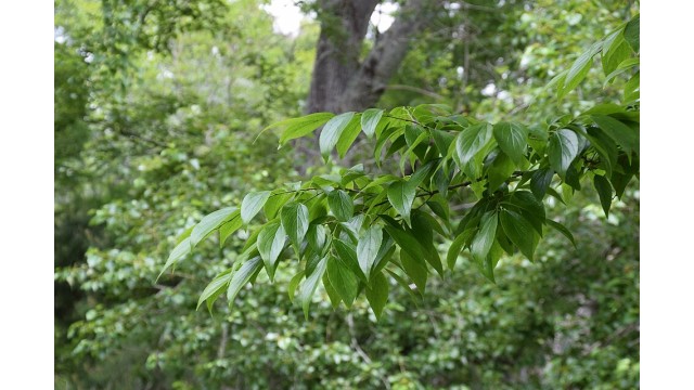 Celtis tetrandra