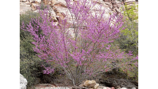 Cercis occidentalis Cercis occidentalis