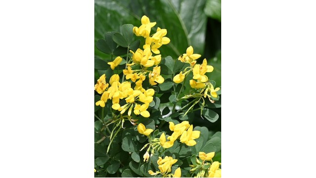 Coronilla valentina subsp. glauca
