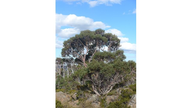 Eucalyptus coccifera