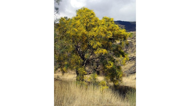 Genista aetnensis